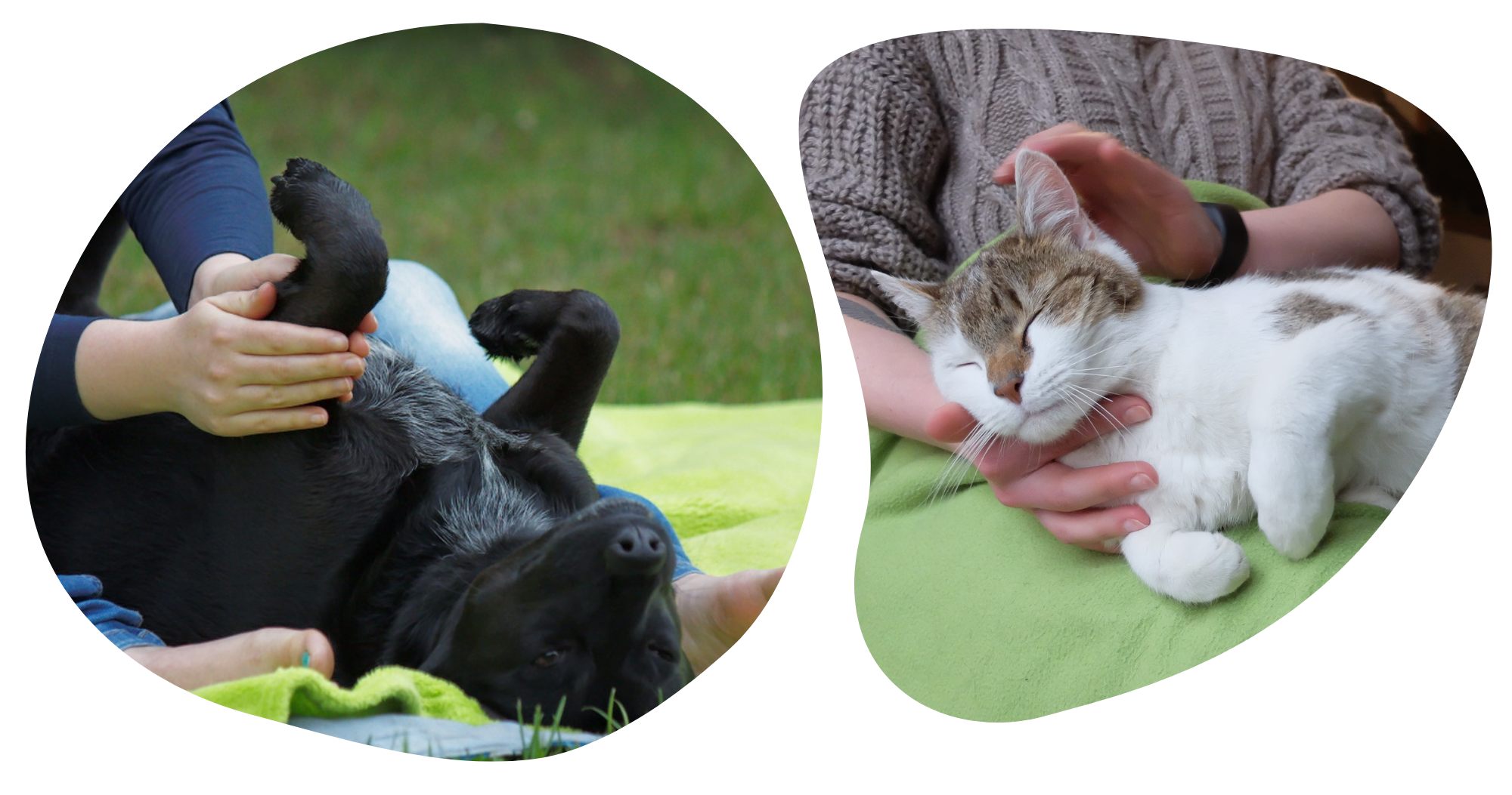 zdjęcia: masaż GaSa na z udziałem psa i kota